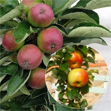 Pair of pollinating columnar apple trees for small spaces