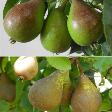 Cup-shaped pear tree pollinator duo