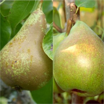 Septate pollinator pair for September pears