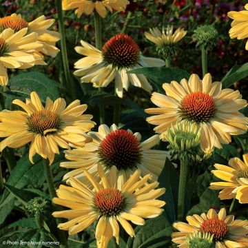 Echinacea purpurea Aloha - Purple Coneflower