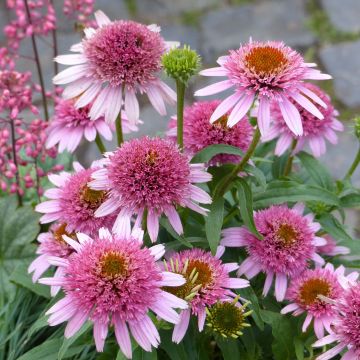 Echinacea purpurea Butterfly Kisses - Purple Coneflower