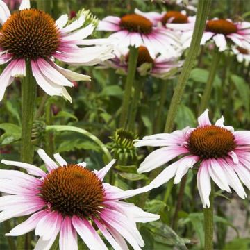 Echinacea purpurea Funky White - Purple Coneflower