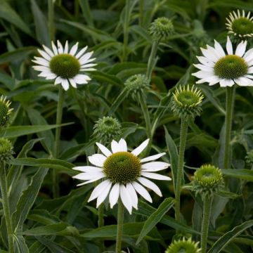 Echinacea purpurea Purity - Purple Coneflower