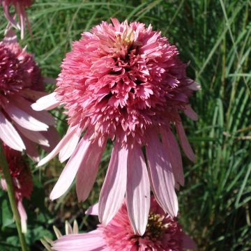 Echinacea purpurea Pink Double Delight - Purple Coneflower