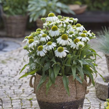 Echinacea SunMagic Vintage White - Purple coneflower