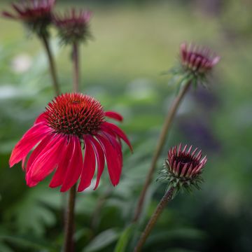 Echinacea Sombrero Baja Burgundy - Purple Coneflower