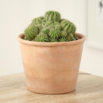 Echinopsis multiplex - Easter lily cactus