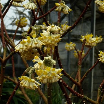 Edgeworthia chrysantha Grandiflora