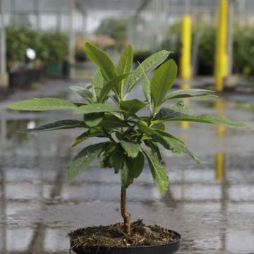 Edgeworthia chrysantha Winter Liebe - Paperbush