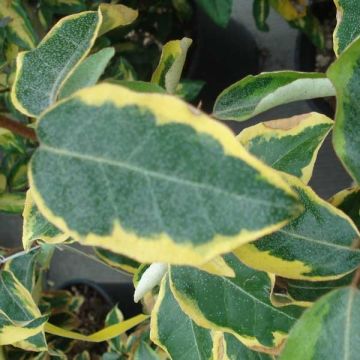 Elaeagnus ebbingei Gilt Edge - Oleaster