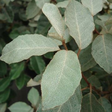 Elaeagnus ebbingei - Oleaster