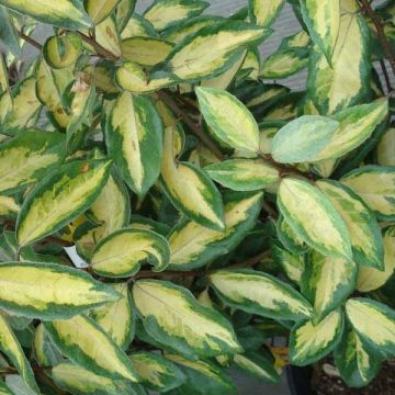 Elaeagnus ebbingei Limelight - Oleaster