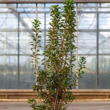 Enkianthus campanulatus Pagoda