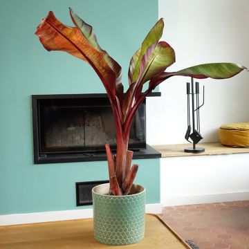 Ensete ventricosum Maurelii - Ethiopian Black Banana