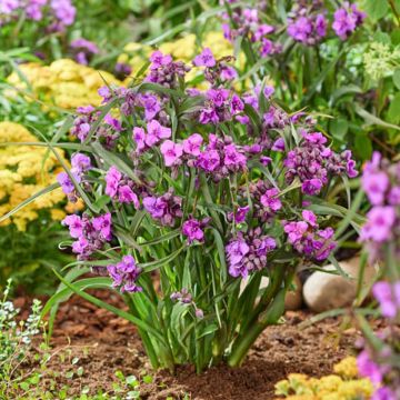 Tradescantia andersoniana JS Brainstorm - Spiderwort