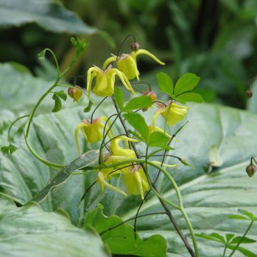 Epimedium davidii - Barrenwort