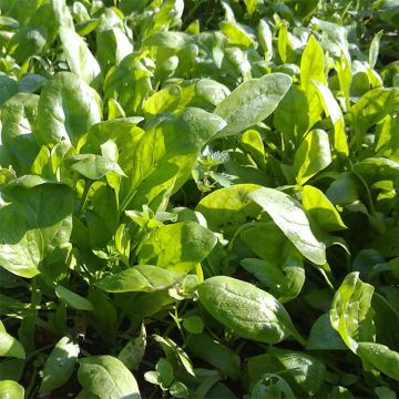 Spinach Amazon F1 Seeds