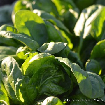 Spinach America - Ferme de Sainte Marthe Seeds