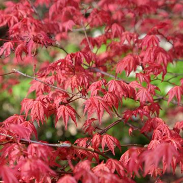 Acer palmatum Shindeshojo - Japanese Maple