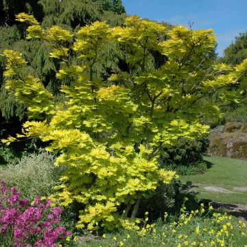 Acer shirasawanum Aureum - Japanese Maple