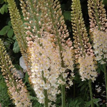 Eremurus robustus - Foxtail Lily