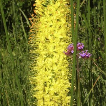 Eremurus x isabellinus Shelford' s Hybrids Tap Dance