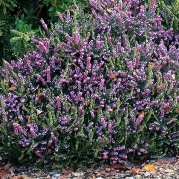 Erica  darleyensis Winter Belles PhoebeWinter Heath