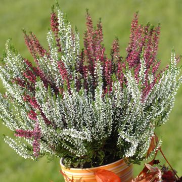 Erica darleyensis Trio - Winter Heath