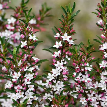 Eriostemon myoporoides