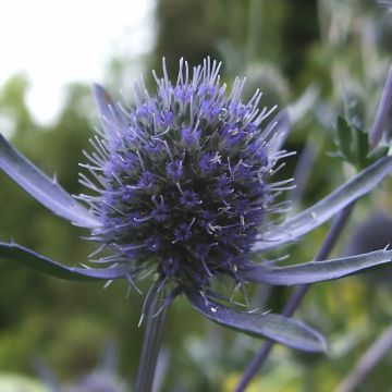 Eryngium planum