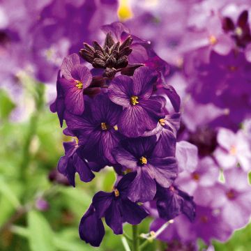 Erysimum POEM Lilac - Wallflower