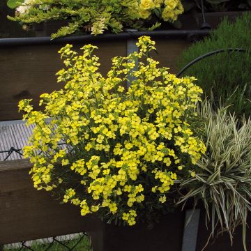 Erysimum allionii Zwerg Jaune - Wallflower