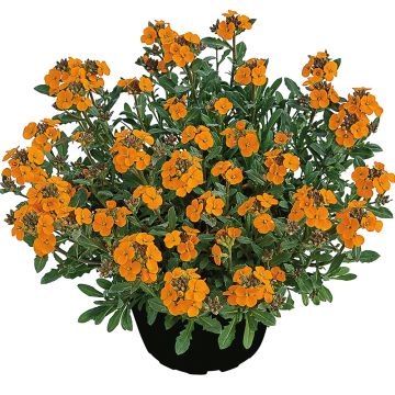 Erysimum allionii Zwerg Mango - Wallflower