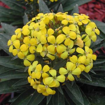 Erysimum suffruticosum Gold Cup - Wallflower