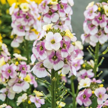 Erysimum Winter Charm - Wallflower