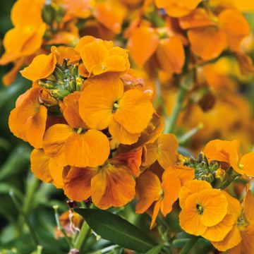 Erysimum Winter Spice - Wallflower