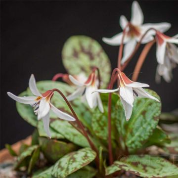 Erythronium dens-canis Snowflake