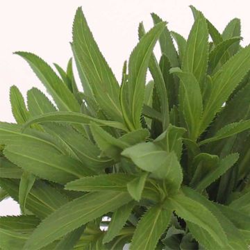 Organic Mexican Tarragon - Ferme de Sainte Marthe seeds