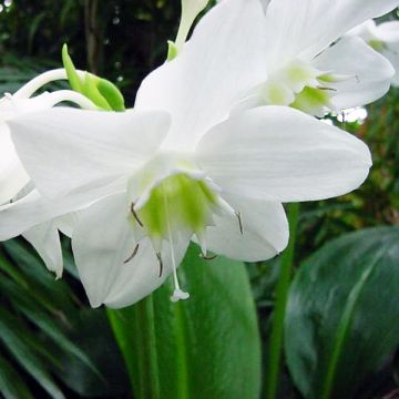 Eucharis amazonica - Amazon lily