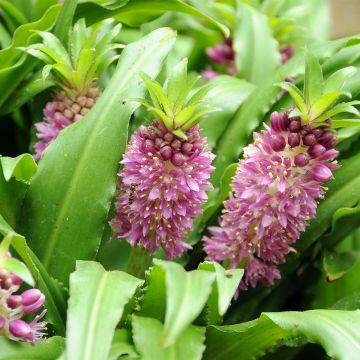 Eucomis comosa Sparkling Burgundy - Pineapple flower