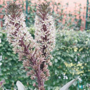 Eucomis Burgundy Wine - Pineapple flower