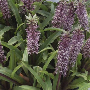 Eucomis humilis Twinkle Stars - Pineapple flower