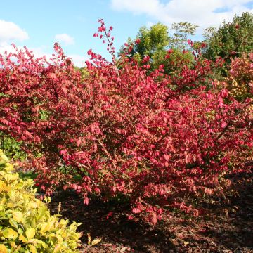 Euonymus alatus 