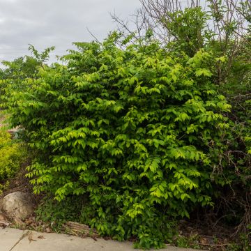 Euonymus alatus Compactus - Winged Spindle