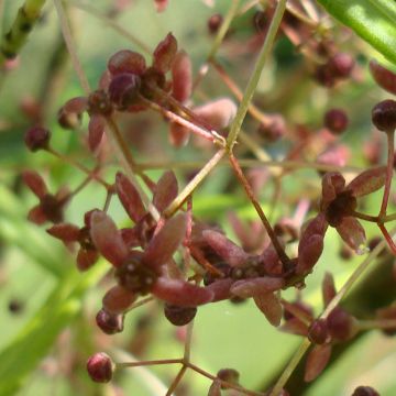 Euonymus clivicolus var. rongchuensis - Spindle