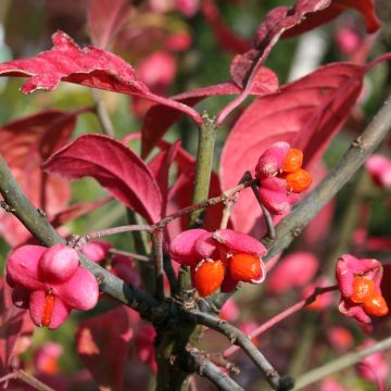 Euonymus europaeus Red Cascade - European Spindle