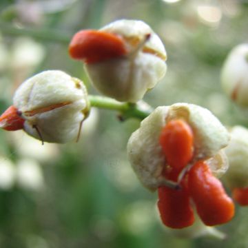 Euonymus fortunei Darts Blanket - Spindle