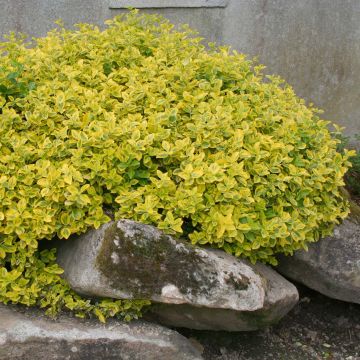 Euonymus fortunei Emerald n gold - Spindle