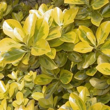 Euonymus japonicus Aureus - Japanese Spindle