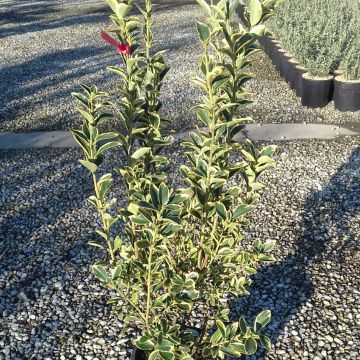 Euonymus japonicus Silver King - Japanese Spindle
